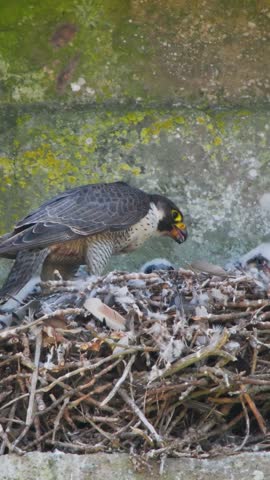 Female Peregrine Falcon on a Nest Feeding Chicks