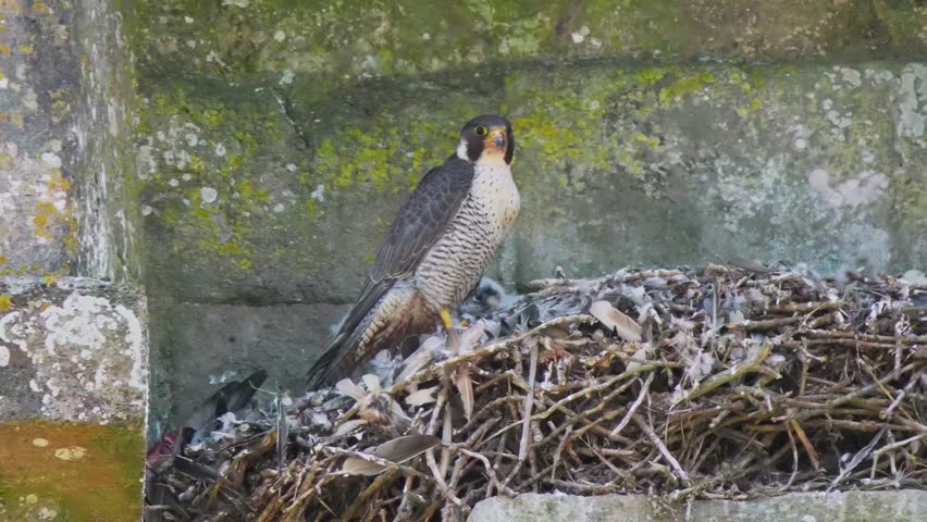 Female Peregrine Falcon on a Nest Feeding Chicks