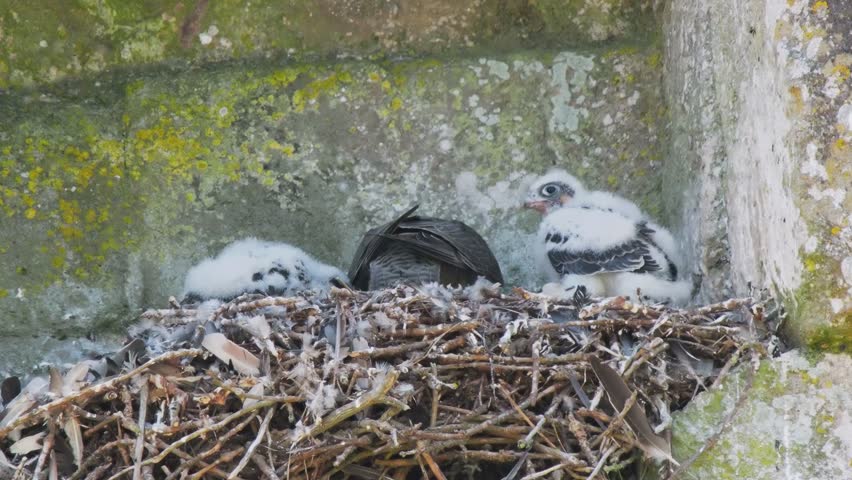 Female Peregrine Falcon on a Nest Feeding Chicks