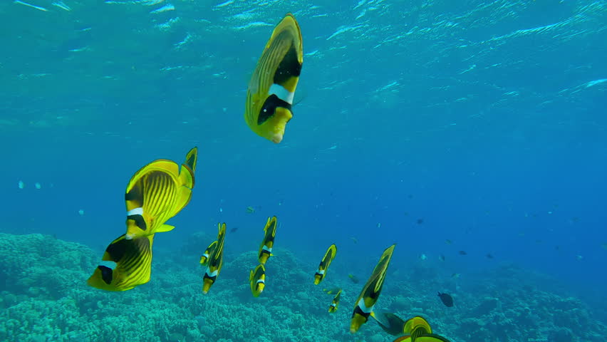 School of curious bright yellow fish follow me and looking at camera, Slow motion of shoal of Raccoon butterflyfish, Chaetodon lunula swim towards the camera lens.