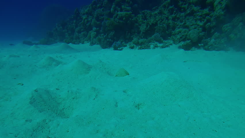 Plastic bottle on hilly sandy bottom, coral reef in background, Slow motion moving forward approaching plastic bottle on seabed in the depth of sea, Plastic pollution of Ocean