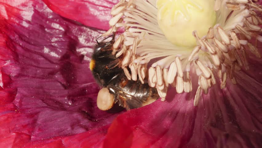 Bumblebee collecting pollen inside a large red poppy stock footage
