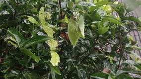 Rain falling on a water apple tree (Syzygium aqueum) - Powered by Shutterstock - Get 15% off with code: PIKWIZARD15