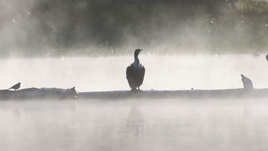 Double-crested cormorant (Phalacrocorax auritus) shakes to dry itself on a log in Antelope Lake in Plumas County, California, surrounded by calm mist and soft morning light