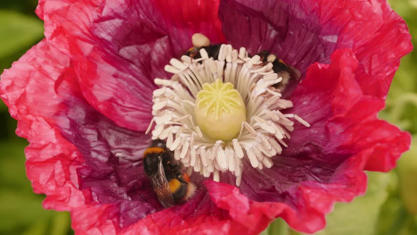 Bumblebee collecting pollen inside a large red poppy stock footage