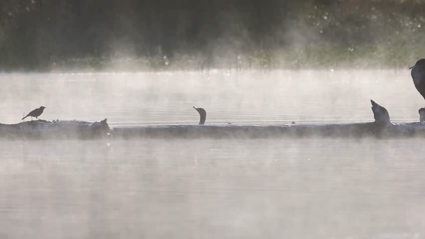 Double-crested cormorant (Phalacrocorax auritus) swims up to a log in Antelope Lake in Plumas County, California and climbs on, surrounded by calm mist and soft morning light
