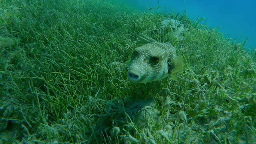 Portrait of Pufferfish swims above dense thickets of Noodle seagrass, Slow motion of Broadbarred Toadfish or White-spotted puffer, Arothron hispidus on Round Leaf Sea Grass bed