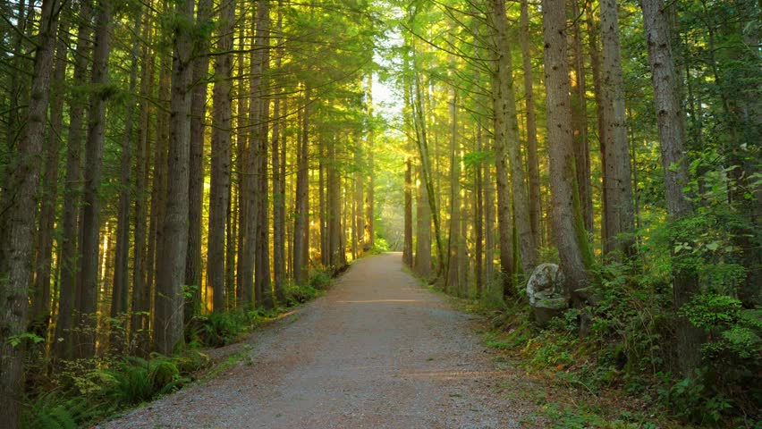 Moving through the lush green forest along the path. Stunning Canadian nature.