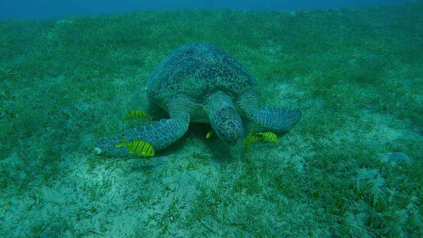 Close-up of Green Sea Turtle, Chelonia mydas accompanied by school of Golden Trevally, Gnathanodon speciosus eats sea grass on seabed, Slow motion, Front view