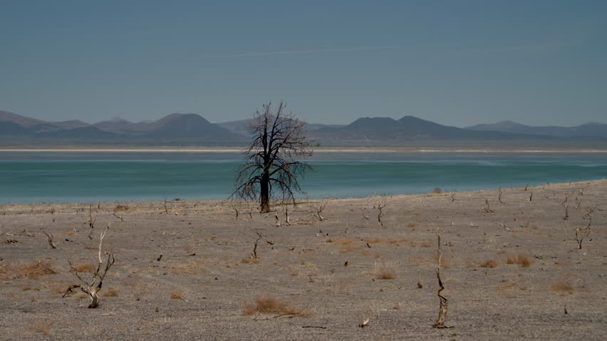 Heat haze and dead tree at Mono Lake, California high desert.