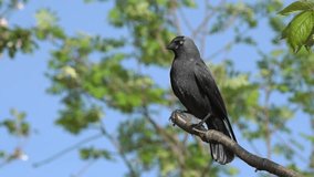 Jackdaw (Coloeus monedula) a black crow bird perched on a tree top branch with a clear blue sky, wildlife stock video footage clip - Powered by Shutterstock - Get 15% off with code: PIKWIZARD15