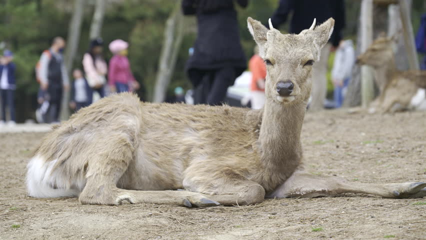 A deer is lying down on the ground in a park while visitors walk around, enjoying the sunny weather and the natural surroundings. Nara Park, Japan