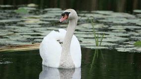 Mute Swan Swimming In The Lake - Powered by Shutterstock - Get 15% off with code: PIKWIZARD15