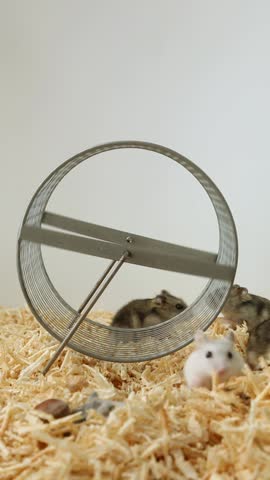 Djungarian hamster adjusting positions while running in metal wheel on wooden bedding. Small rodent varies stance and speed while maintaining wheel rotation, demonstrating adaptive exercise behavior.