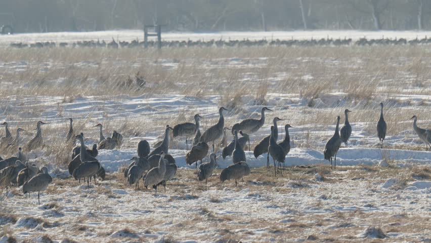 Sandhill Crane Migration at Platte River Nebraska, USA. Winter-Spring 2025