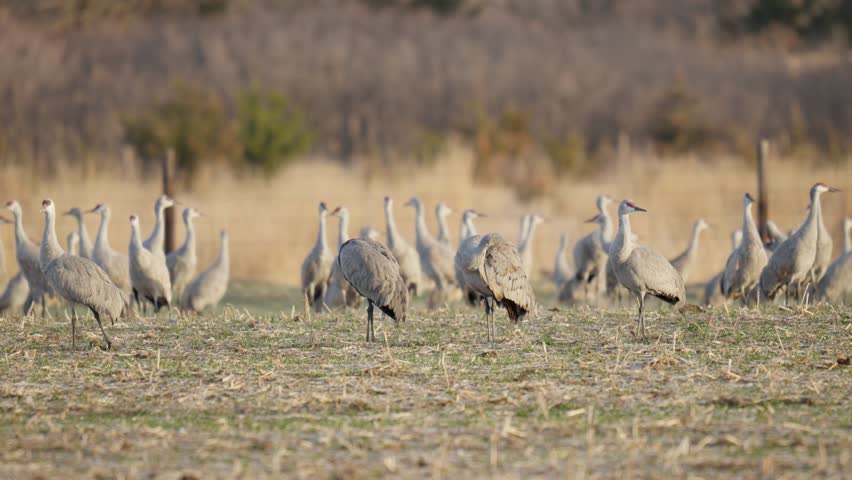 Sandhill Crane Migration at Platte River Nebraska, USA. Winter-Spring 2025