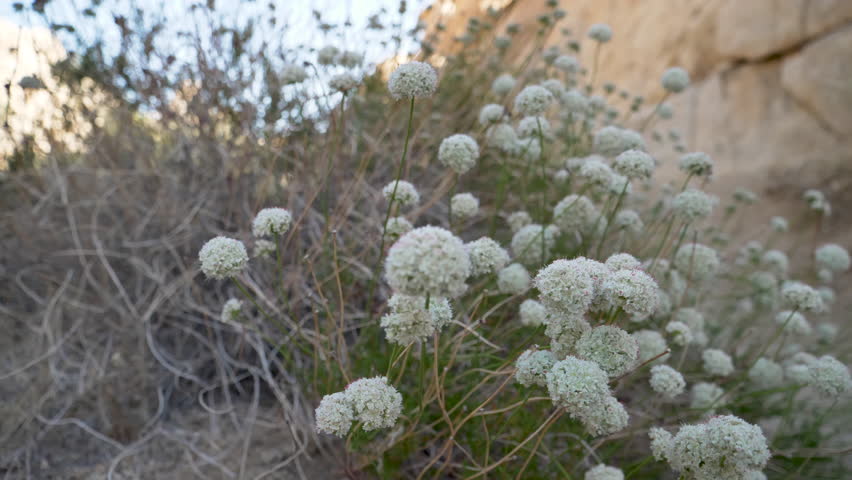 Mojave desert wild flowers, Joshua Tree National Park, California