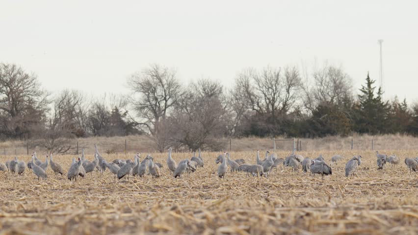 Sandhill Crane Migration at Platte River Nebraska, USA. Winter-Spring 2025