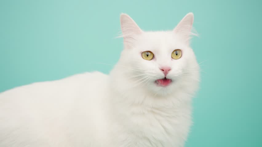 Studio shots of a beautiful white turkish angora cat licking its lips and posing against a turquoise backdrop