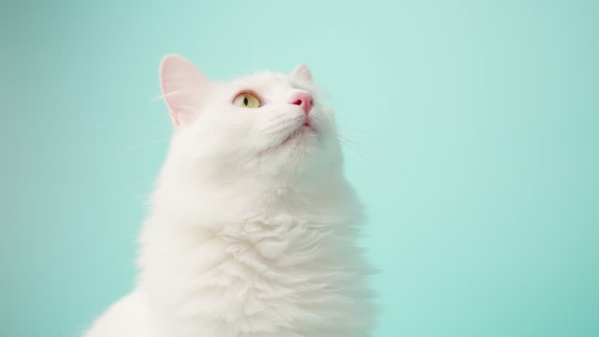 Expressive white turkish angora cat creating humorous facial reactions against vibrant turquoise studio background, revealing playful personality through engaging eye contact