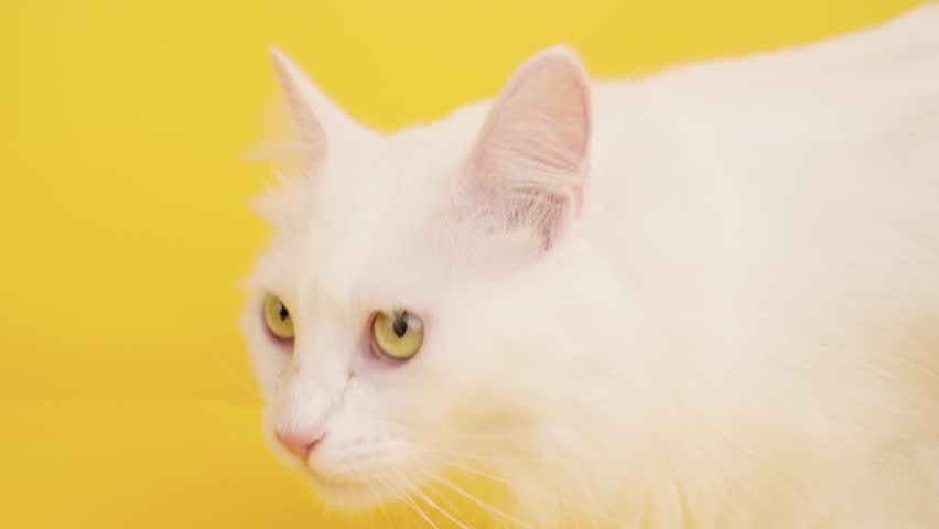White turkish angora cat licking its nose on a vibrant yellow background, showcasing its elegant features and playful nature