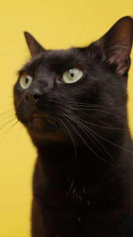 Black domestic cat with green eyes sitting attentively, curiously looking around against vivid yellow studio background, showcasing feline elegance and playful personality