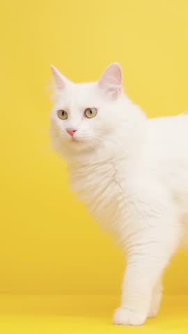 White turkish angora cat standing with curious expression, surveying surroundings against vibrant yellow studio background, showcasing elegant feline grace and fluffy long-haired beauty