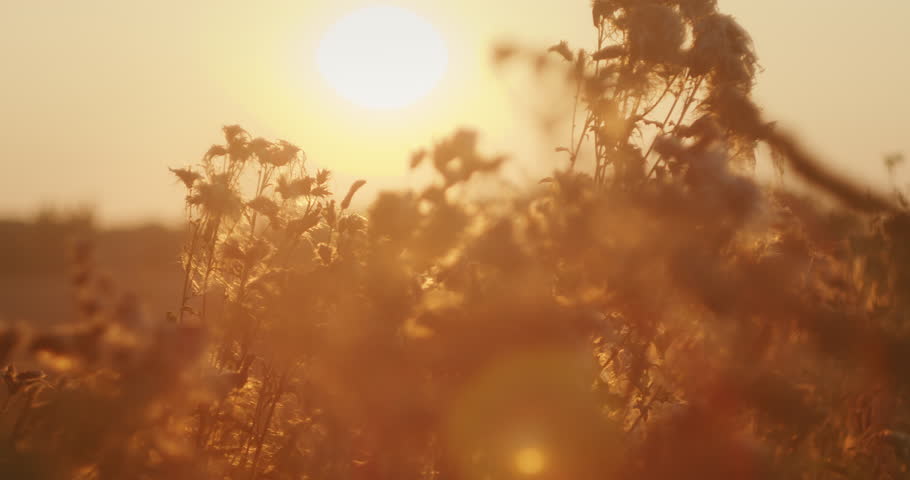 Fluffy wildflowers in a field glowing under the warm sunset light in summer