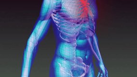 Upon red highlight on spine, 3D torso model rotating right, shifting hues, revealing data visuals. Anatomy, biomechanics, medical, digital, visualization, futuristic, clinical - Powered by Shutterstock - Get 15% off with code: PIKWIZARD15