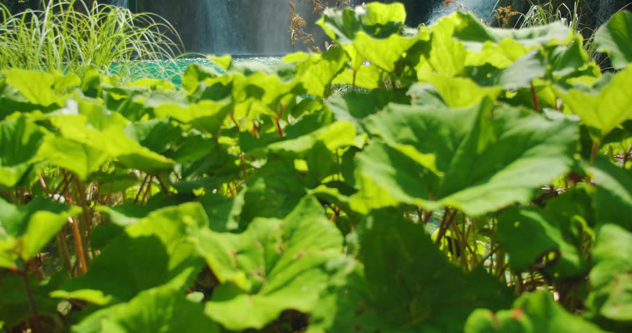 Vibrant green leaves near waterfall in Plitvice Lakes National Park Croatia
