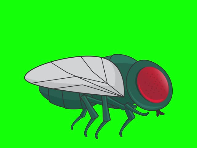 Animation of a detailed cartoon housefly flying with red eyes and translucent wings, on a green screen. Suitable for nature videos, pest control ads, or science visuals.
