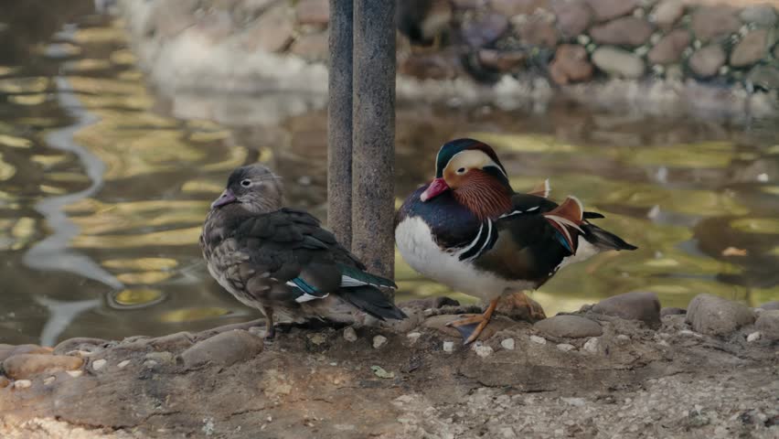 A pair of Mandarin ducks, one vibrantly colored and the other a subdued brown, rest on the edge of a pond. The pond