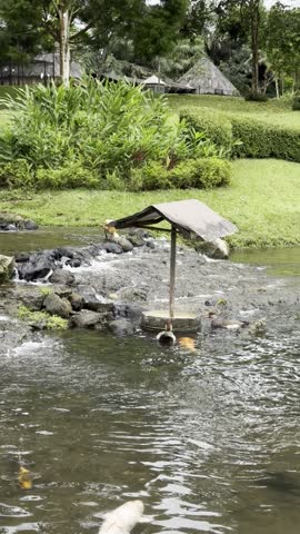 Fish surround feedding bucket to reach food in the pool. Feeding bucket designed fish can reach food in certain situation