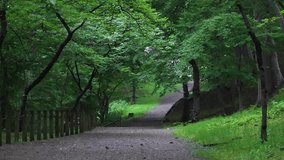 Exploring the Forest Path: Strolling along the trail surrounded by dense greenery, listening to the wind whispering through the leaves, and encountering an immersive sense of freshness and tranquility - Powered by Shutterstock - Get 15% off with code: PIKWIZARD15