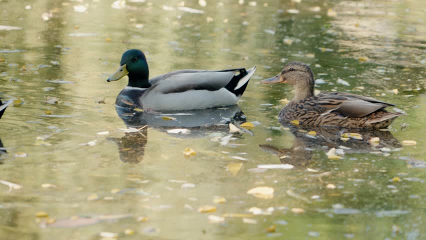 A male and female mallard duck swim serenely in a pond adorned with fallen autumn leaves. The tranquil scene captures the essence of nature