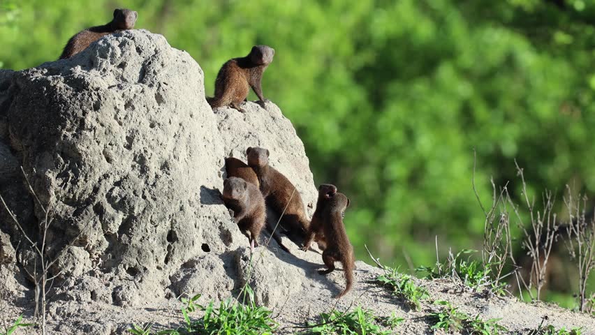 Dwarf Mongoose troop play by large earthen termite mound on sunny day