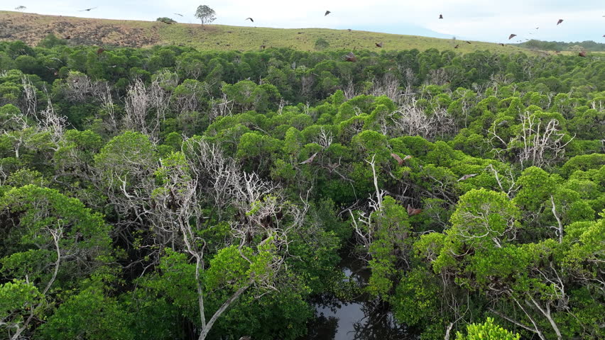 Sunda fruit bats, Acerodon mackloti, fly over an extensive mangrove forest on an island near Flores where their colony roosts. These large bats are considered a vulnerable species by the IUCN.
