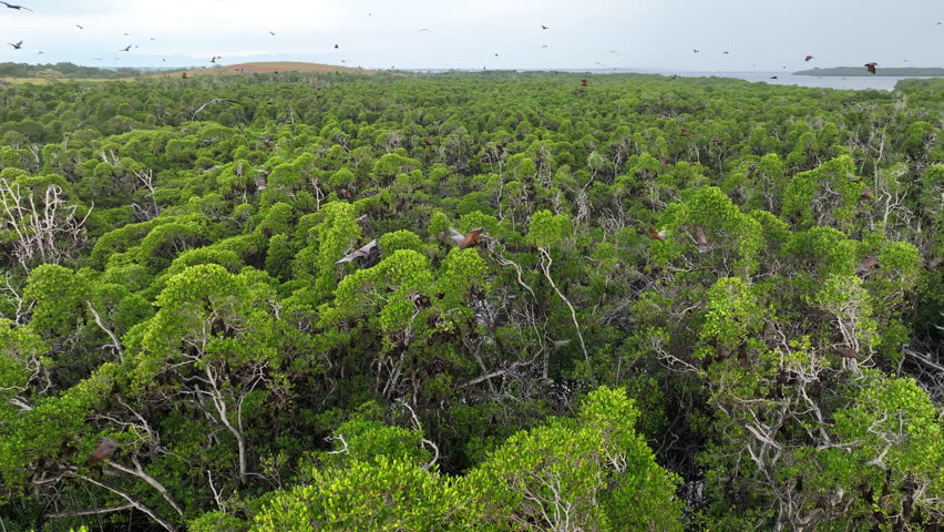 Sunda fruit bats, Acerodon mackloti, fly over an extensive mangrove forest on an island near Flores where their colony roosts. These large bats are considered a vulnerable species by the IUCN.