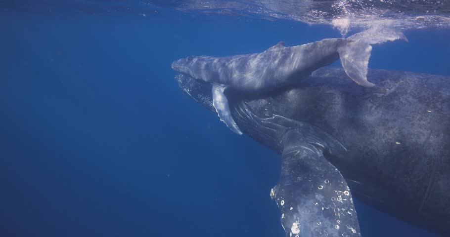 Baby Humpback whale swims on top of its mothers head as she attempts to keep him at the surface shot pans down to reveal moms pectoral fins