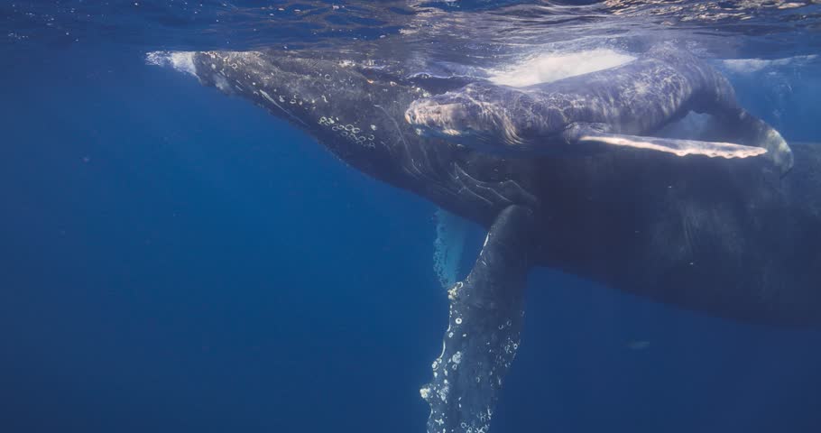 Mother Humpback Whale and its baby swim to the surface for air in this rare close up shot where you can look the baby in the eye