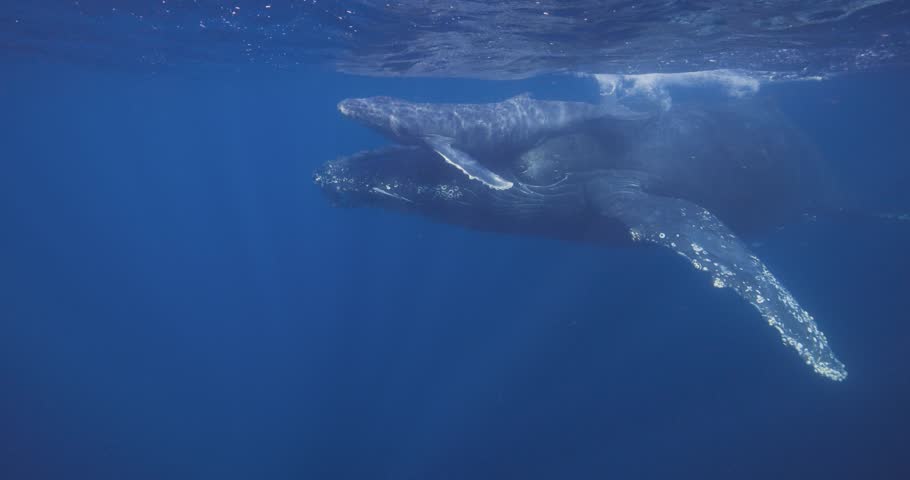 Baby Humpback whale surfaces for air underwater as his mother helps push him up