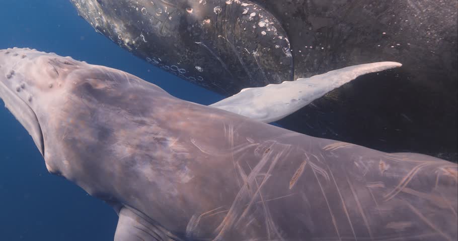 Close up shot of newborn humpback whales back and blowhole as it swims right under camera with mother humpback whale at its side