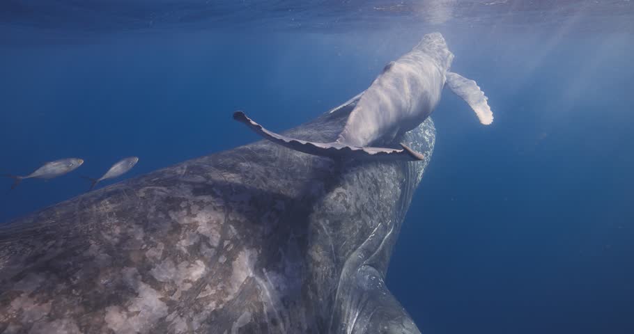 Slow motion pull back shot of swimming behind a mother and calf humpback whale as the baby surfaces for air in Mexico
