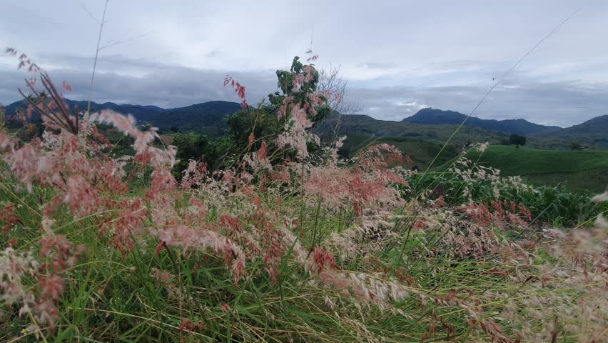 green scenery with mountain background