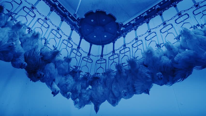Conveyor system, hanging poultry, cold blue light at industrial plant, low angle