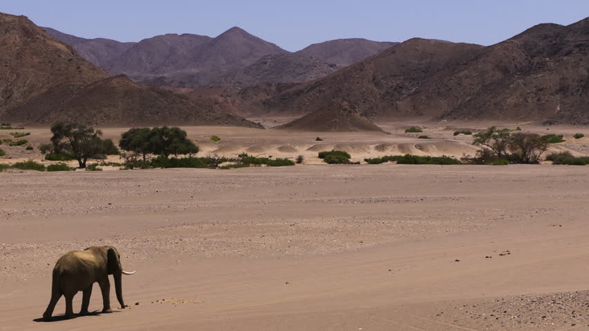 Mighty bull elephant striding the sand of Namibia