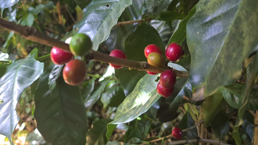 Green and Red Coffee Beans on Plant at Plantation, Close Up