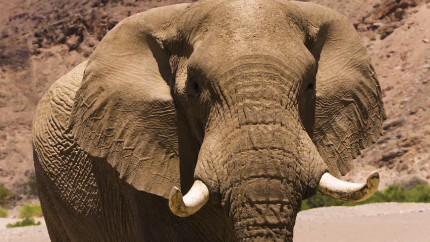 Portrait of mighty Elefant bull approaching in the arid landscape of Namibia's Hoanib valley. The name of this impressive desert adapted elephant is Oliver. He is one of two adult males in the valley.