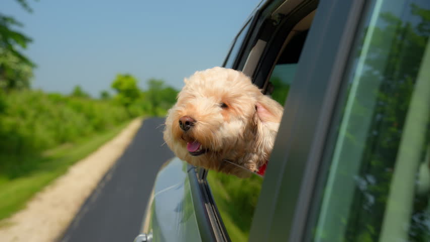 The Goldendoodle dog looks out the window of the car that is driving on funny day