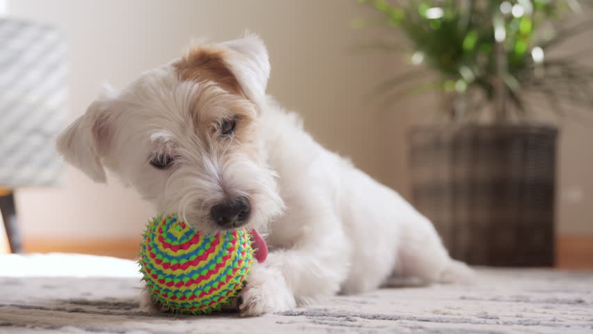 Cute dog jack Russel keeping by his paws colorful ball, waving a tail, licking his nose, shote inside the house. 